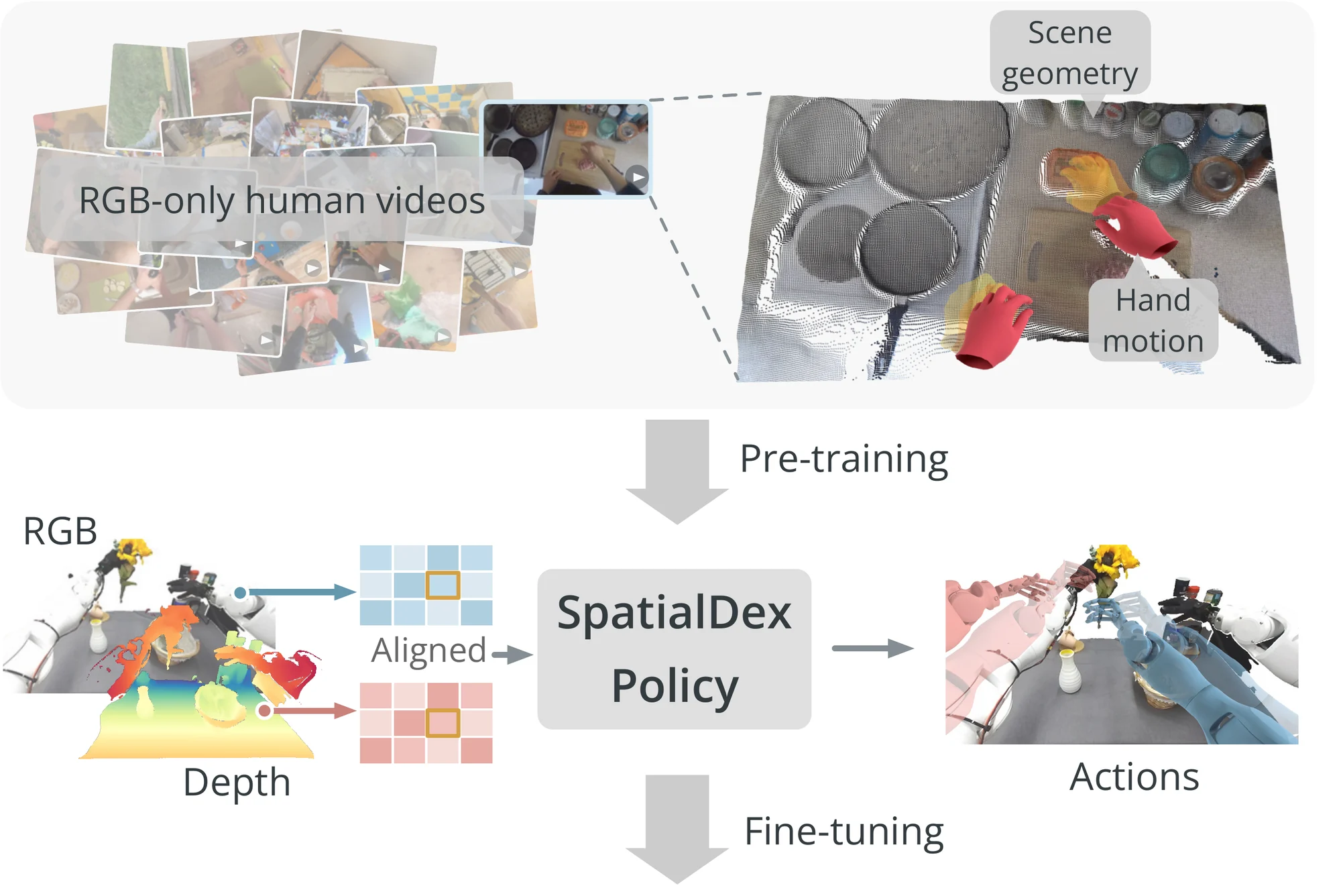 SpatialDex overview: scene geometry and hand motion reconstructed from RGB-only human videos supervise policy pre-training, and the policy is fine-tuned on robot demonstrations.